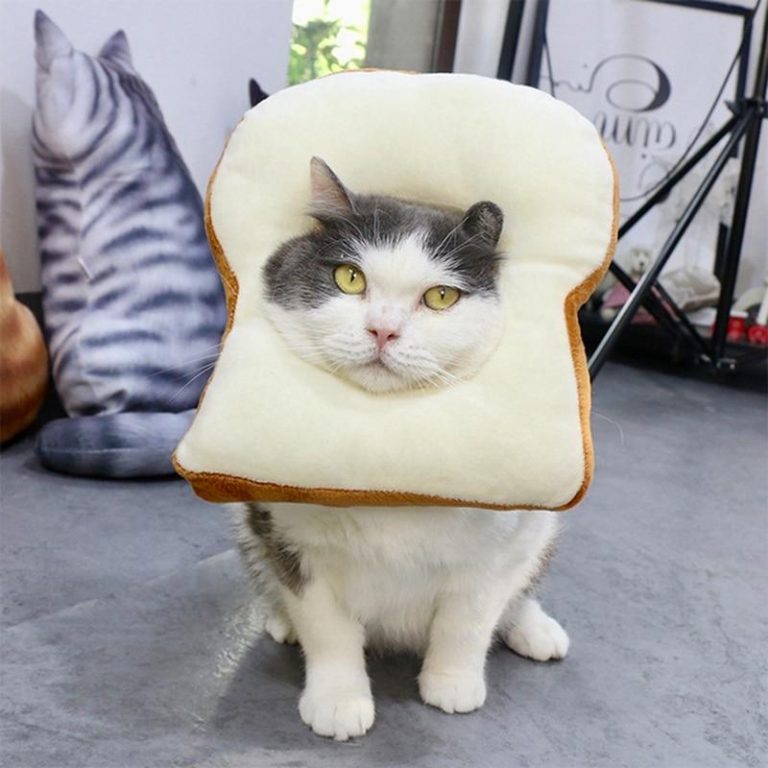 Bread Shaped Pet Collar - Toast Cat Adjustable Collar Wound Healing